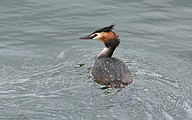 Great crested grebe (Podiceps cristatus)